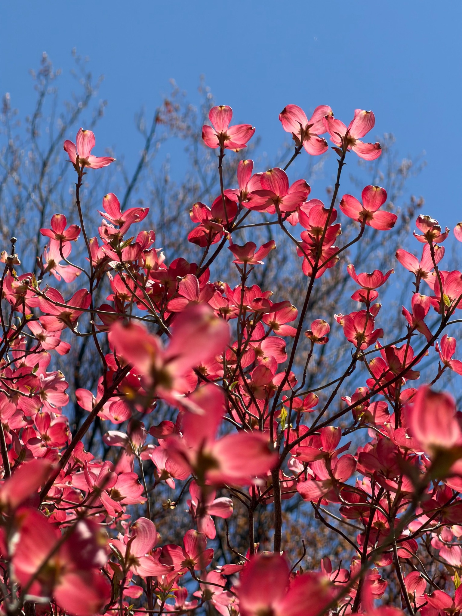 Pink dogwood blossoms against a clear blue sky