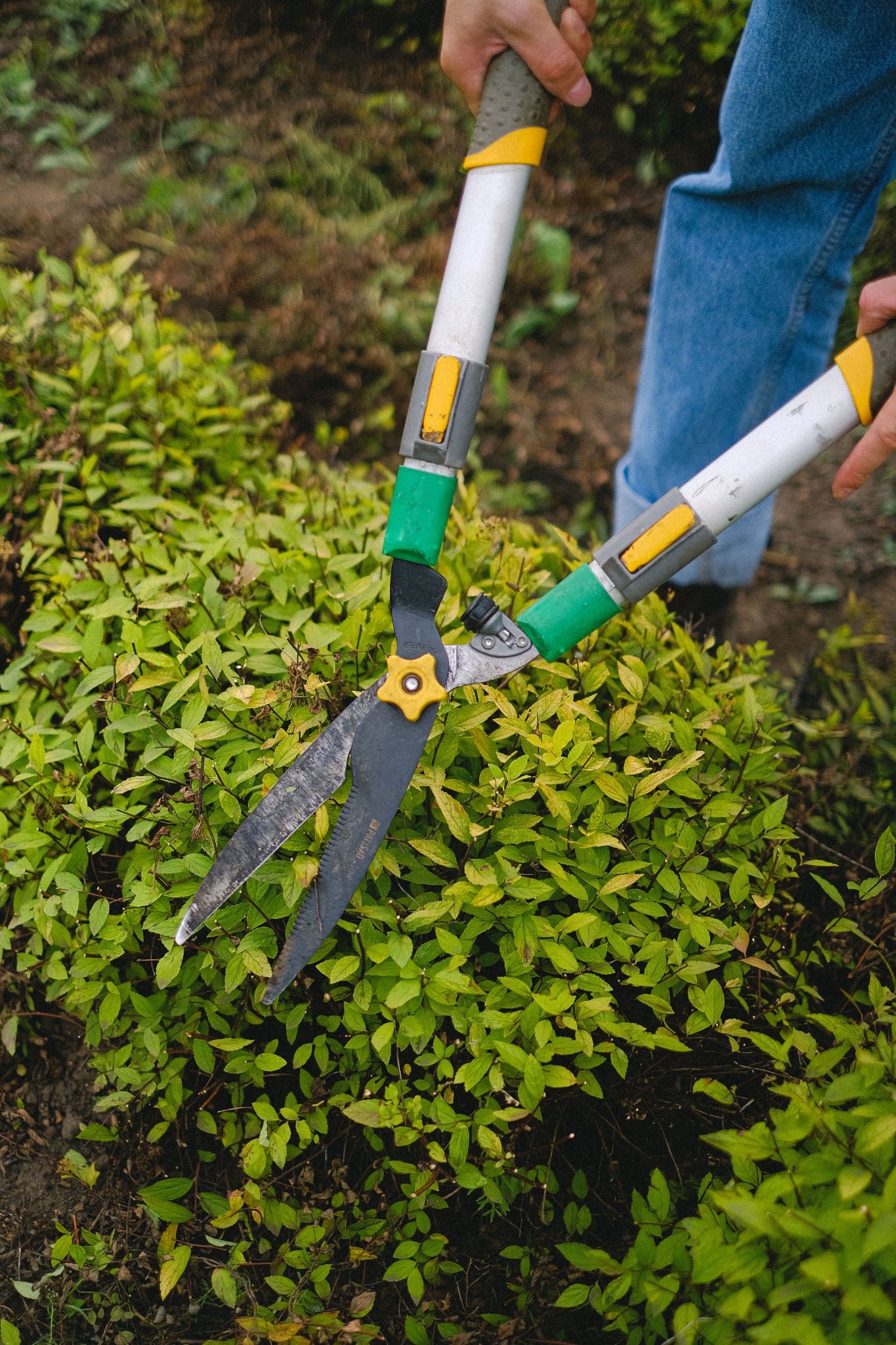 Hedge shears being used for formal pruning
