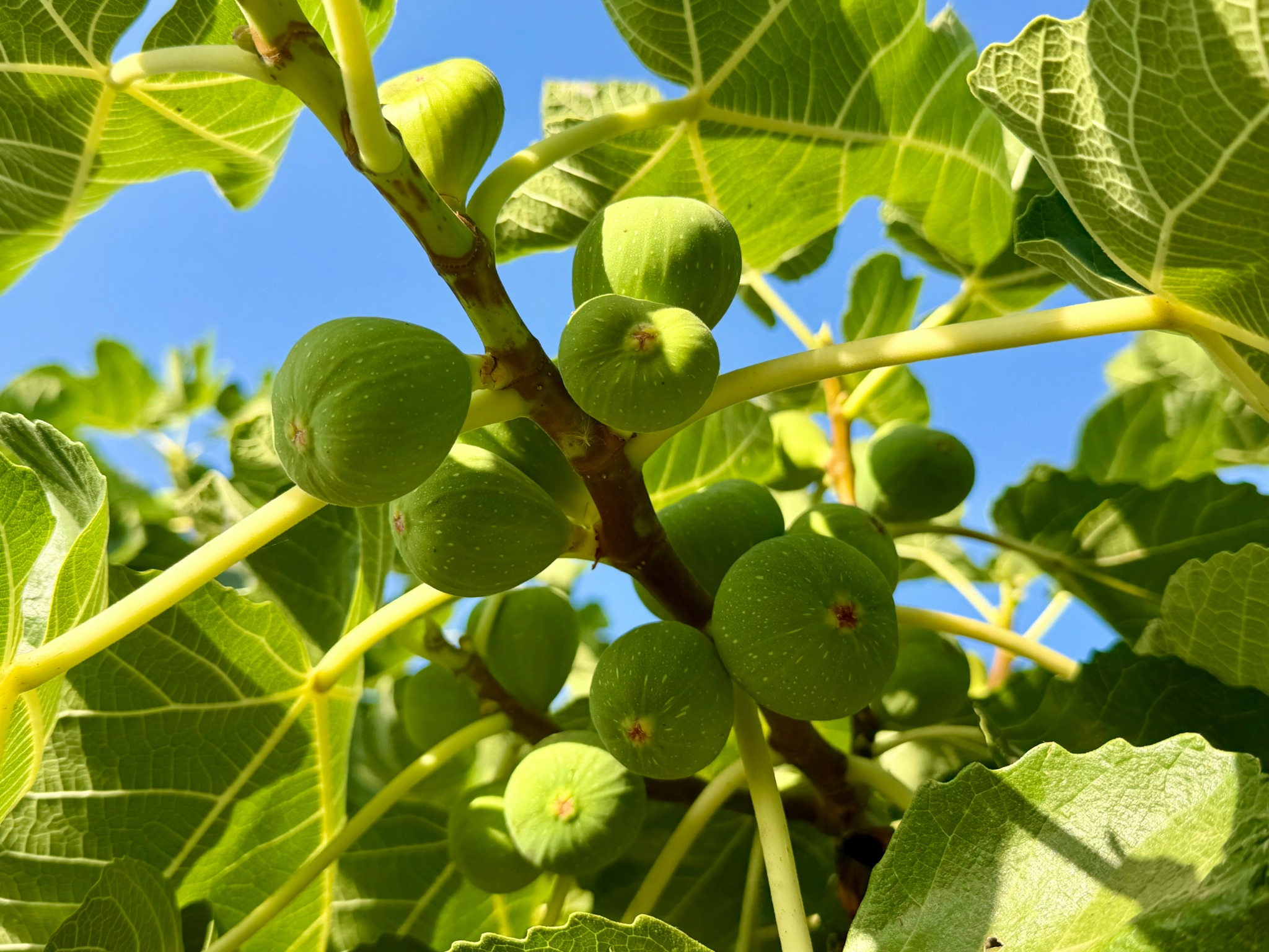 Green figs growing on a fruit tree