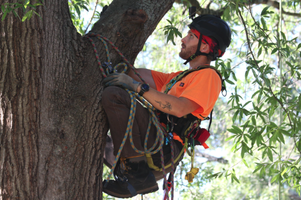 Flora Forever arborist field work