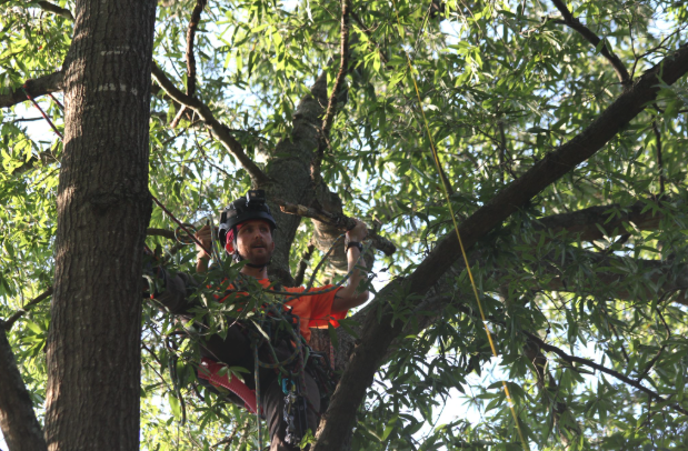 Flora Forever arborist field work