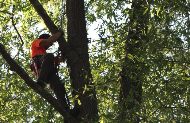 Flora Forever arborist field work