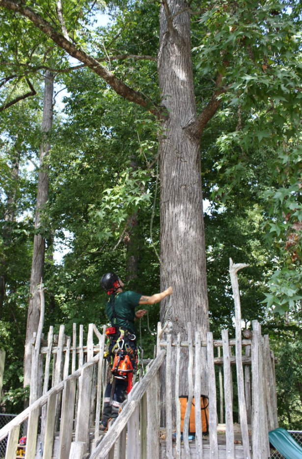 Flora Forever arborist field work