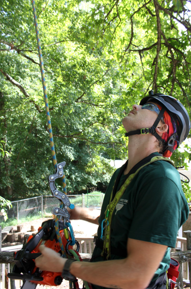 Flora Forever arborist field work