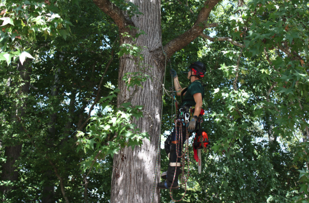 Flora Forever arborist field work