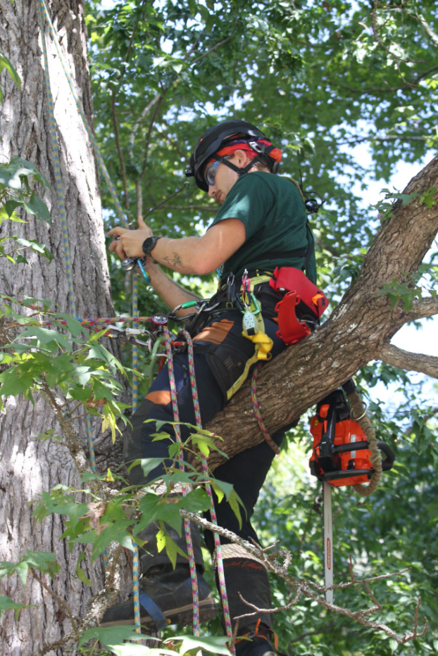 Flora Forever arborist field work