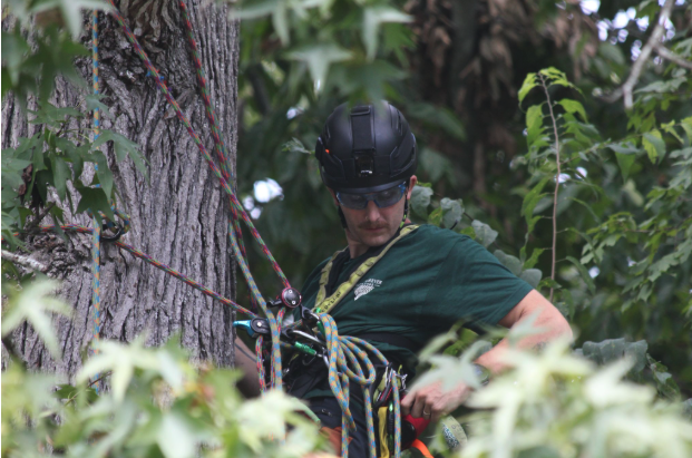 Flora Forever arborist field work