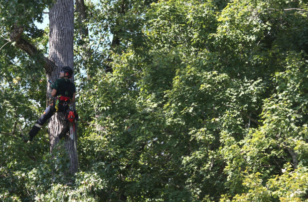 Flora Forever arborist field work