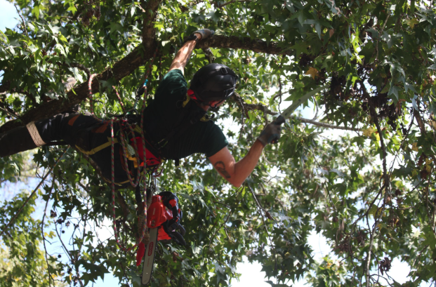 Flora Forever arborist field work