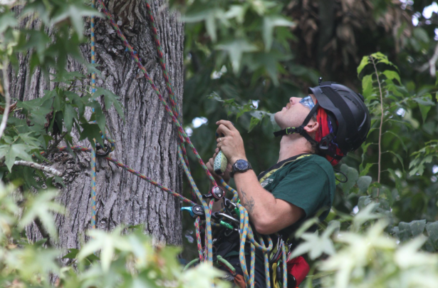 Arborist managing climbing ropes during tree care work