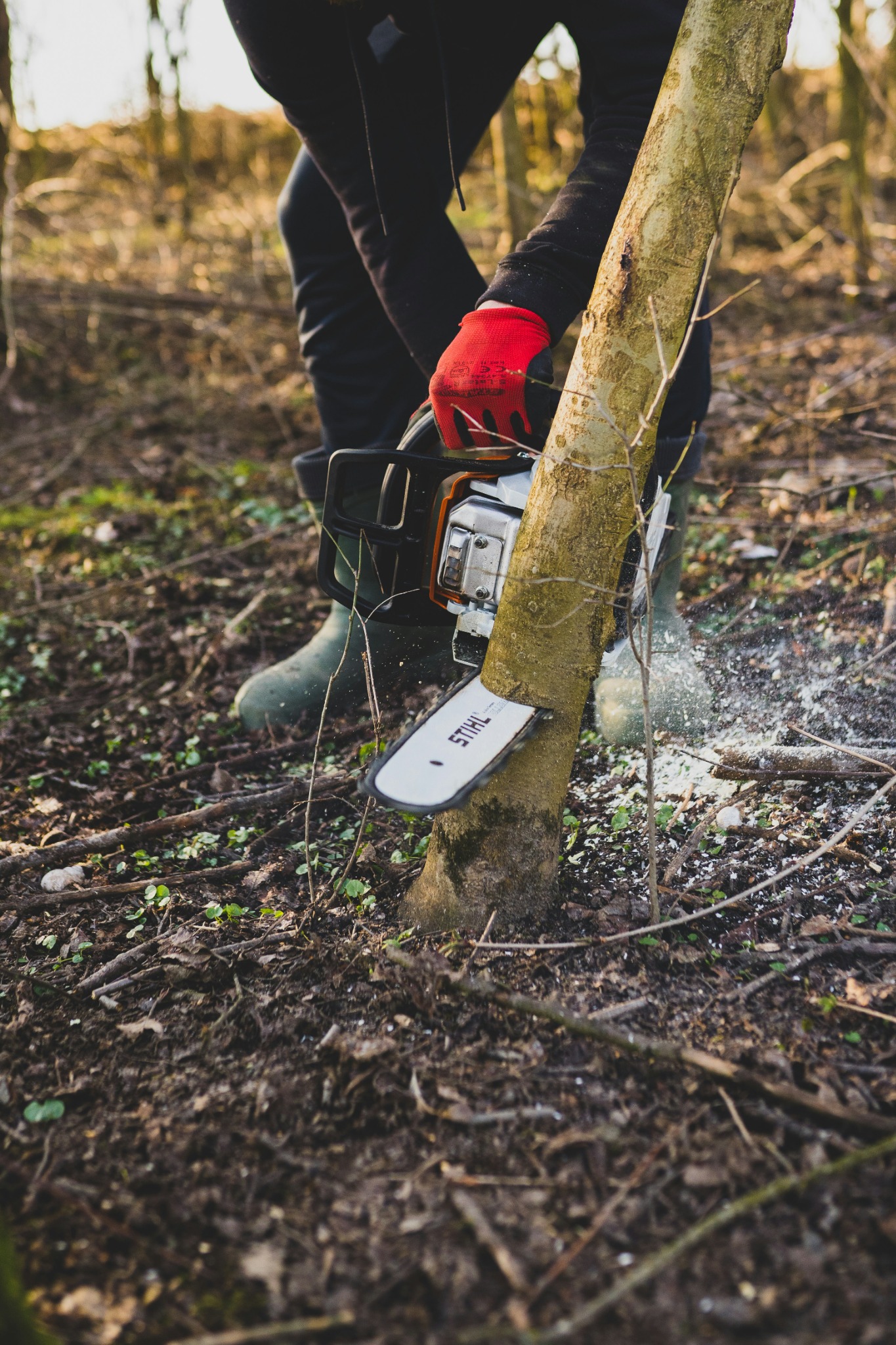 Cutting an invasive tree with a chainsaw