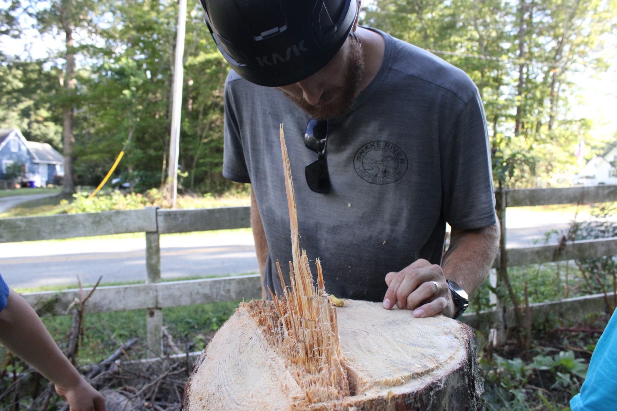 Arborist inspecting a freshly cut tree