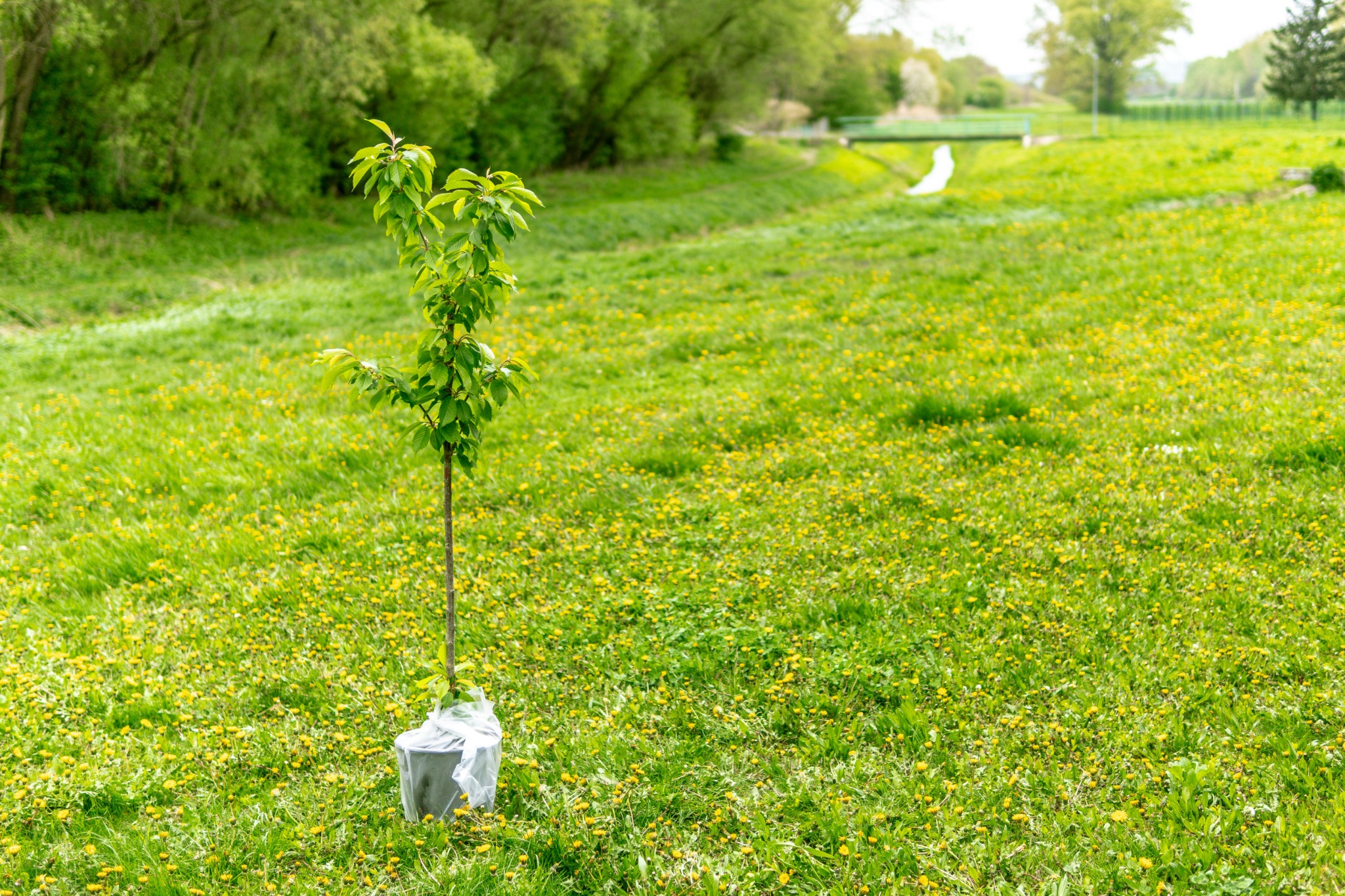 Young tree ready for planting in a grassy landscape